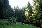 Da Tezzi Alti di Gandellino salita in Val Sedornia al Lago Spigorel e al Rif. Mirtillo il 2 giugno 2009 - FOTOGALLERY